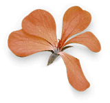 irish-leaf.png | Surface Squared